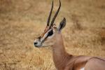 Antelope, AMAD01_147