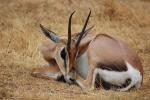 Antelope, AMAD01_148