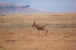 Antelope, AMAD01_152