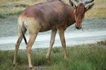 Antelope, AMAD01_156