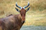 Antelope, AMAD01_157