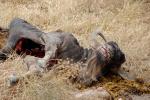 Buffalo Carcass, AMAD01_205