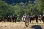 Watusi Cattle, Ankole longhorn, (Bos taurus), AMAD01_212