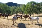 Watusi Cattle, Ankole longhorn, (Bos taurus), AMAD01_213
