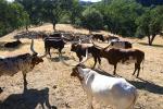 Watusi Cattle, Ankole longhorn, (Bos taurus)