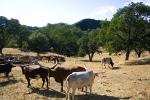 Watusi Cattle, Ankole longhorn, (Bos taurus), AMAD01_216