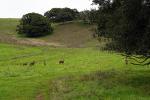 Deer, Hills, Trees, Fields, Two-Rock, Sonoma County, California, AMAD01_224