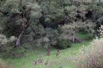Deer, Hills, Trees, Fields, Two-Rock, Sonoma County, California, AMAD01_225