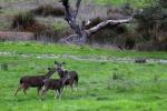 Deer, Hills, Trees, Fields, Two-Rock, Sonoma County, California, AMAD01_226