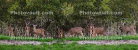 Deer, Hills, Trees, Fields, Two-Rock, Sonoma County, California, AMAD01_229