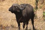 Water Buffalo, Katavi National Park, Tanzania, AMAD01_239