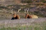 Roosevelt Elk, AMAD01_254