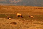 Roosevelt Elk, AMAD01_256
