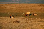 Roosevelt Elk, AMAD01_257