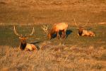 Roosevelt Elk, AMAD01_258