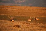 Roosevelt Elk, AMAD01_260