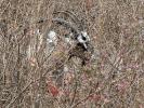 Goat Grazing, Francisco Park, 27 September 2025, AMAD01_298