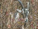 Goat Grazing, Francisco Park, 27 September 2025, AMAD01_299