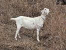 Goat Grazing, Francisco Park, 27 September 2025, AMAD01_300