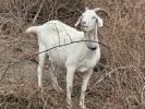Happy Goat Grazing, Francisco Park, 27 September 2025, AMAD02_001