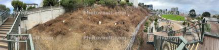 Goats Grazing, Francisco Park Panorama, 27 September 2025, AMAD02_002