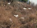 Goats Grazing, Francisco Park, 27 September 2025, AMAD02_003