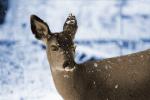 Deer in the Snow, Mount Rainier National Park, Washington, AMAPCD0654_096B