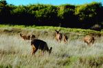Grazing Deer, Tiburon Peninsula, AMAV01P01_12.4099