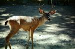 Deer Buck, Bon Tempe Lake, Marin County, California, AMAV01P01_13