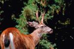 Deer Buck, Bon Tempe Lake, Marin County, California