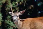 Deer Buck, Bon Tempe Lake, Marin County, California, AMAV01P01_16.1567