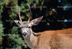Deer Buck, Bon Tempe Lake, Marin County, California, AMAV01P01_16