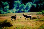 Roosevelt elk, Cervus canadensis roosevelti, Ruminantia, Cervidae, Cervinae, AMAV01P04_12.4100