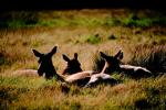 Roosevelt elk, Cervus canadensis roosevelti, Ruminantia, Cervidae, Cervinae, AMAV01P04_14.4100