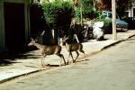 Deer, Elm Street, San Anselmo, AMAV01P05_04