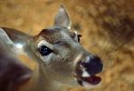 Deer, Doe, Eyes, Ears