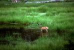 Deer in Watering Hole, Pond, Lake, Wetland, Grass