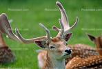 deer, Holland, AMAV01P06_14