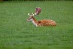 Fallow deer, speckled, Holland, AMAV01P06_17