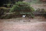 White Deer of Point Reyes, AMAV01P06_19.1711