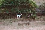 White Deer of Point Reyes, AMAV01P06_19B.1711