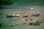 White Deer of Point Reyes, AMAV01P07_01