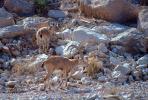Nubian ibex, (Capra nubiana), Bovidae, Caprinae, Goat, Ein Gedi, Dead Sea, AMAV01P07_08