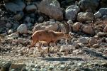 Nubian ibex, Ein Gedi, Dead Sea, Bovidae, Caprinae, Goat, AMAV01P07_09