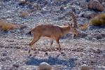 Nubian ibex, Ein Gedi, Dead Sea, Bovidae, Caprinae, Goat, AMAV01P07_10