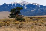 Deer Doe, Mountains, Tree, Great Sand Dunes National Park and Preserve, Colorado, USA, AMAV01P07_14