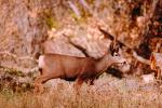 Roosevelt elk, Cervus canadensis roosevelti, Ruminantia, Cervidae, Cervinae