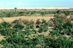 Warthog, Somalia, AMAV01P08_06