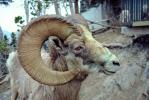 Bighorn Ram Sheep, Horns, (Ovis canadensis), Banff