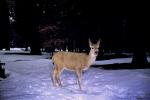 Deer in the Snow, AMAV01P08_15